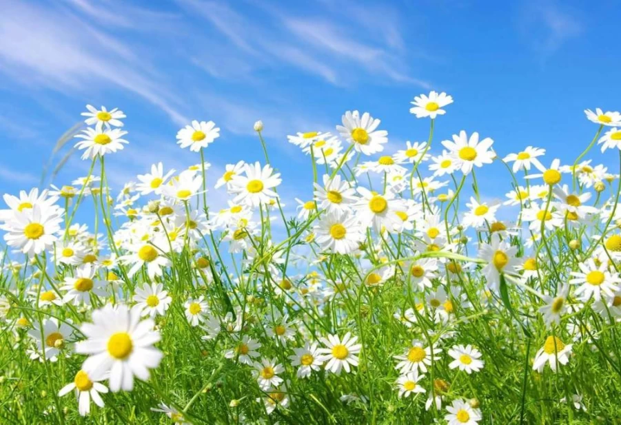 500-Piece White Daisy Flower Jigsaw Puzzle for Adults & Kids - Liumengjiao123 DIY Floor Puzzle, Creative Gift & Home Decor, Nature Plant Theme Educational Toy